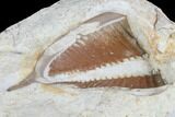 Long Huntonia Tail - From Giant Trilobite! #94647-5